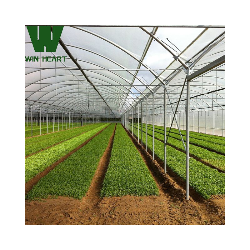 Multi-span Greenhouses Planting Agricultural Crops