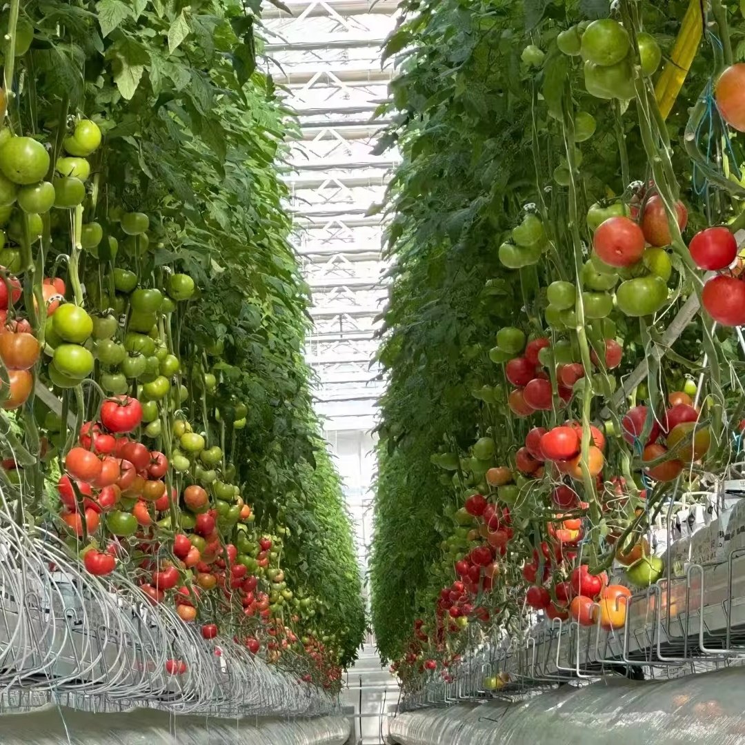 Professional Agricultural Greenhouse With hydroponics growing Equipment