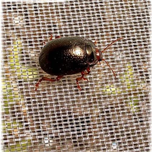 32Mesh Insect Netting agricultural anti insect net insect net small for greenhouse