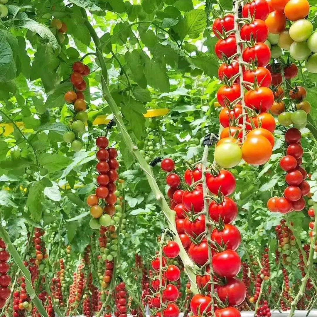 Sainpoly Low cost agricultural greenhouses Film Greenhouses for Vegetable Production tomato greenhouse for sale