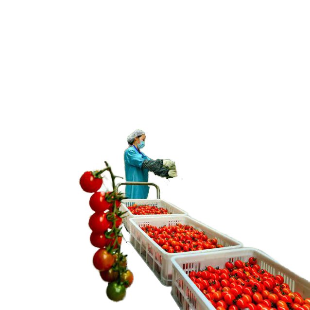 Sainpoly Low cost agricultural greenhouses Film Greenhouses for Vegetable Production tomato greenhouse for sale