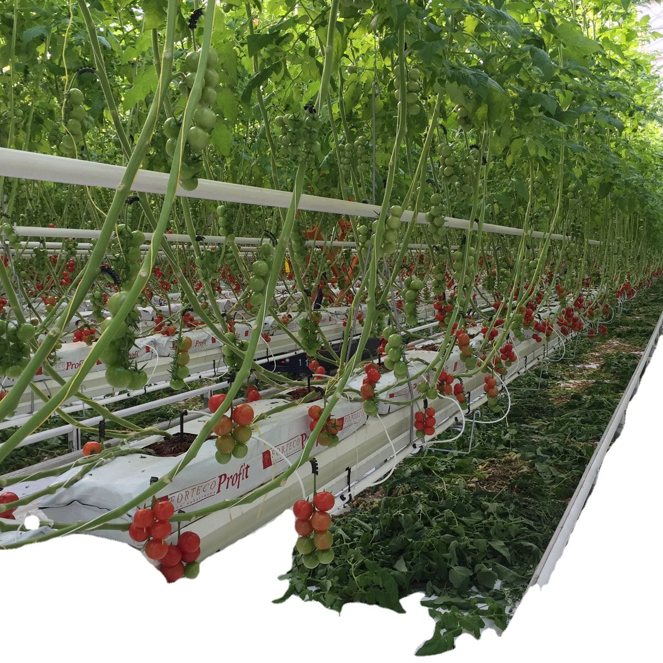 Sainpoly Low cost agricultural greenhouses Film Greenhouses for Vegetable Production tomato greenhouse for sale