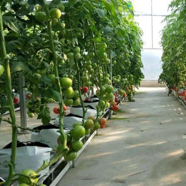 Sainpoly Low cost agricultural greenhouses Film Greenhouses for Vegetable Production tomato greenhouse for sale