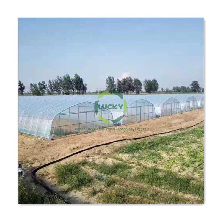 Agricultural aluminum Winter Vegetable Hot Galvanized Steel Frame Plastic Sheet Single Span Greenhouse Tunnel Green Houses