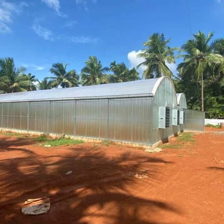 Large Commercial Green Houses Agriculture Greenhouse