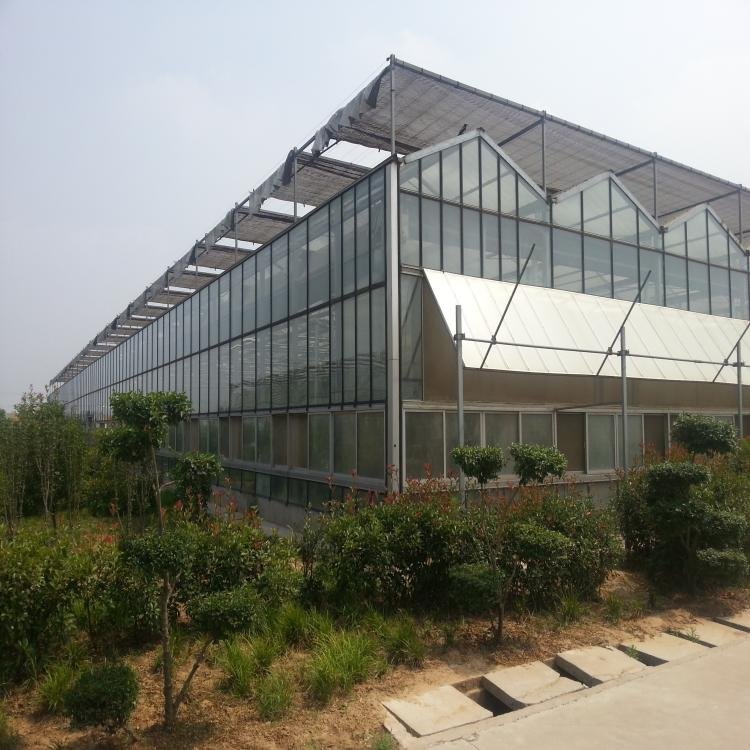Professional Greenhouse Agricultural/Commercial/Industrial Multi-span Glass Greenhouses For Sale