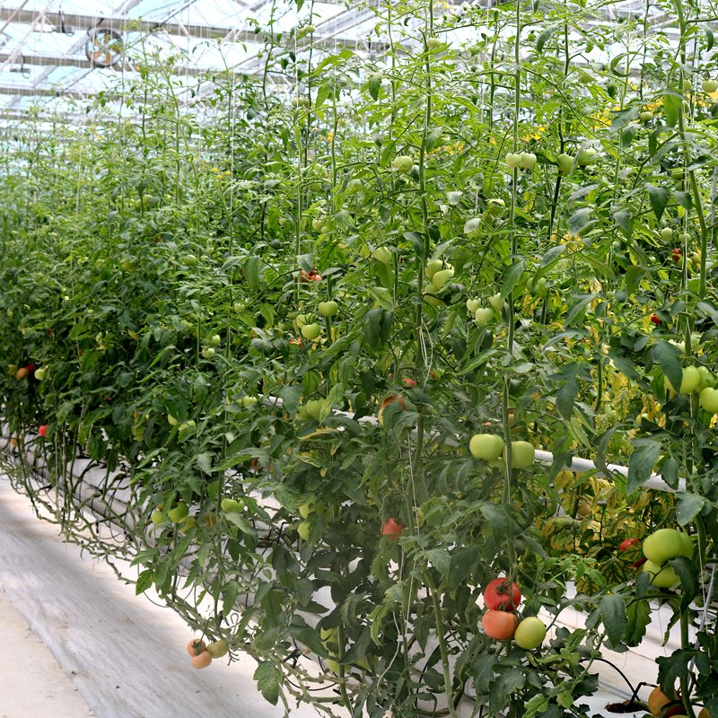 Soilless Planting Tomato Film Greenhouse with Coconut Coir Cultivation and Coconut Coir Slabs