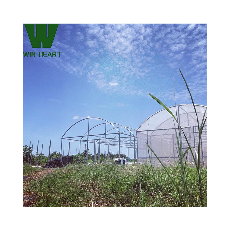 Commercial Greenhouse Industrial Hydroponic Agricultural Greenhouses Film