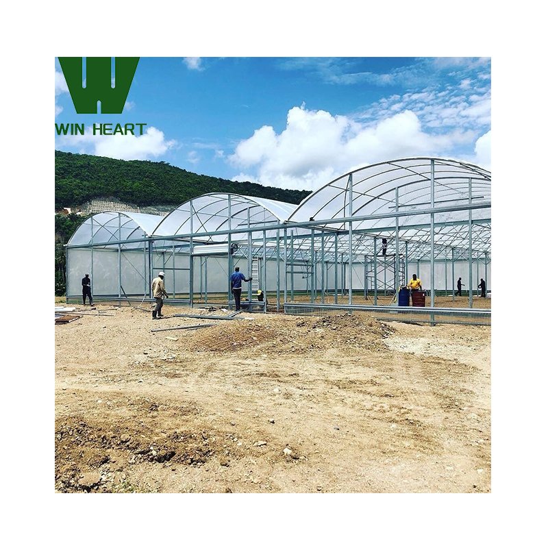 With Drip Irrigation system popular factory supply agricultural Greenhouse