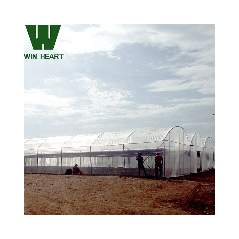 With Drip Irrigation system popular factory supply agricultural Greenhouse