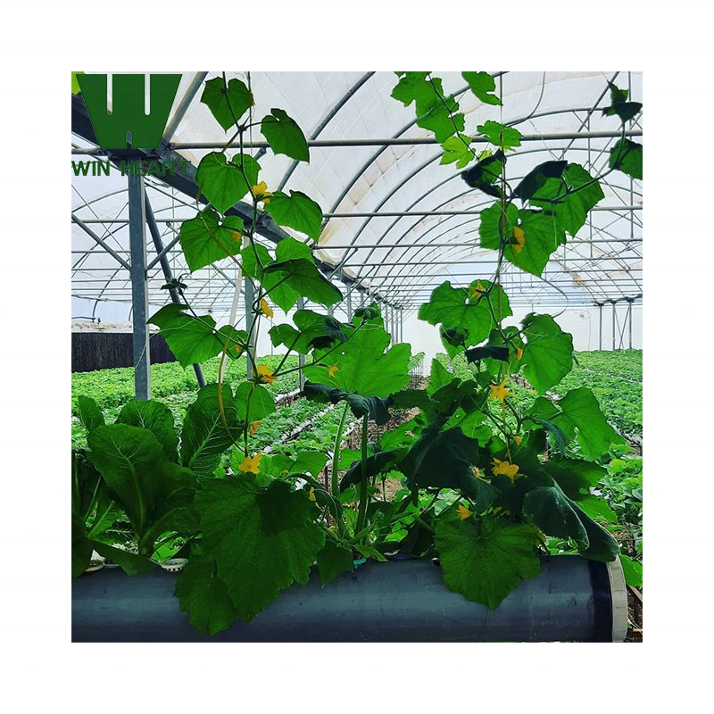 With Drip Irrigation system popular factory supply agricultural Greenhouse