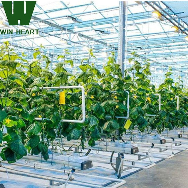 With Drip Irrigation system popular factory supply agricultural Greenhouse