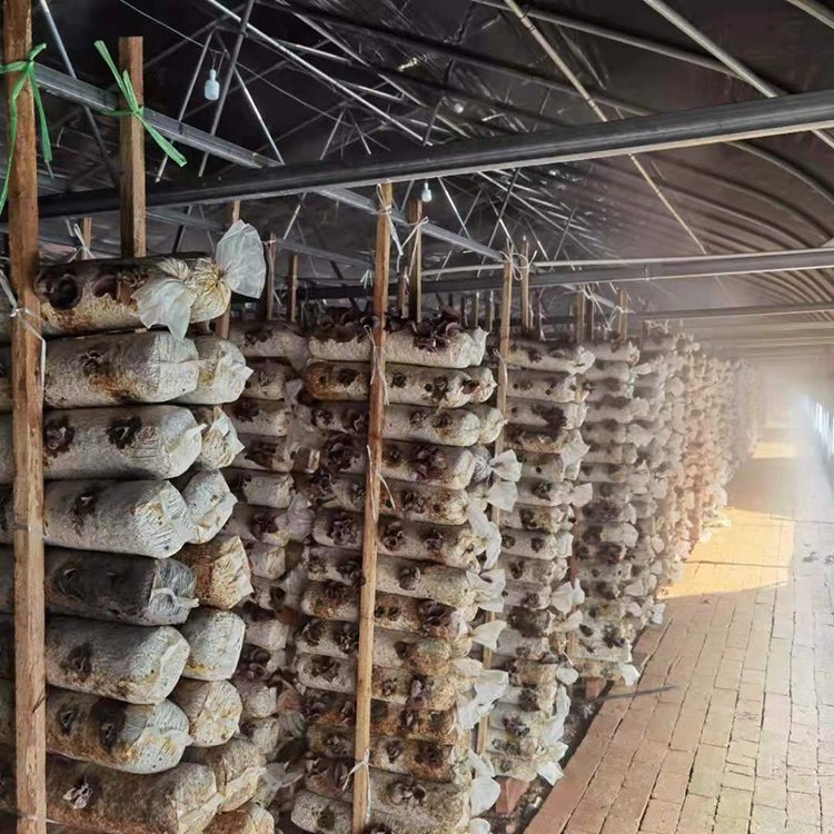 Cheap Price Agricultural Greenhouse For Mushroom Farming