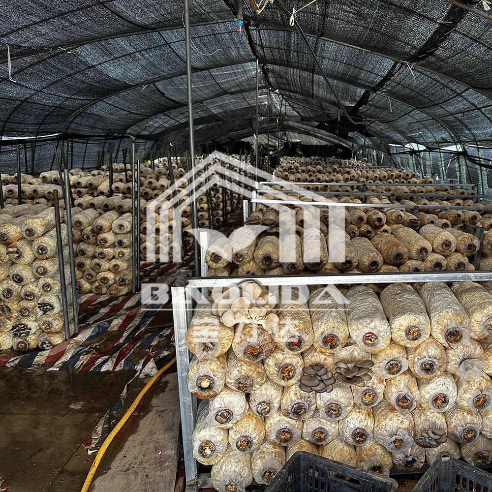 Cheap Price Agricultural Greenhouse For Mushroom Farming
