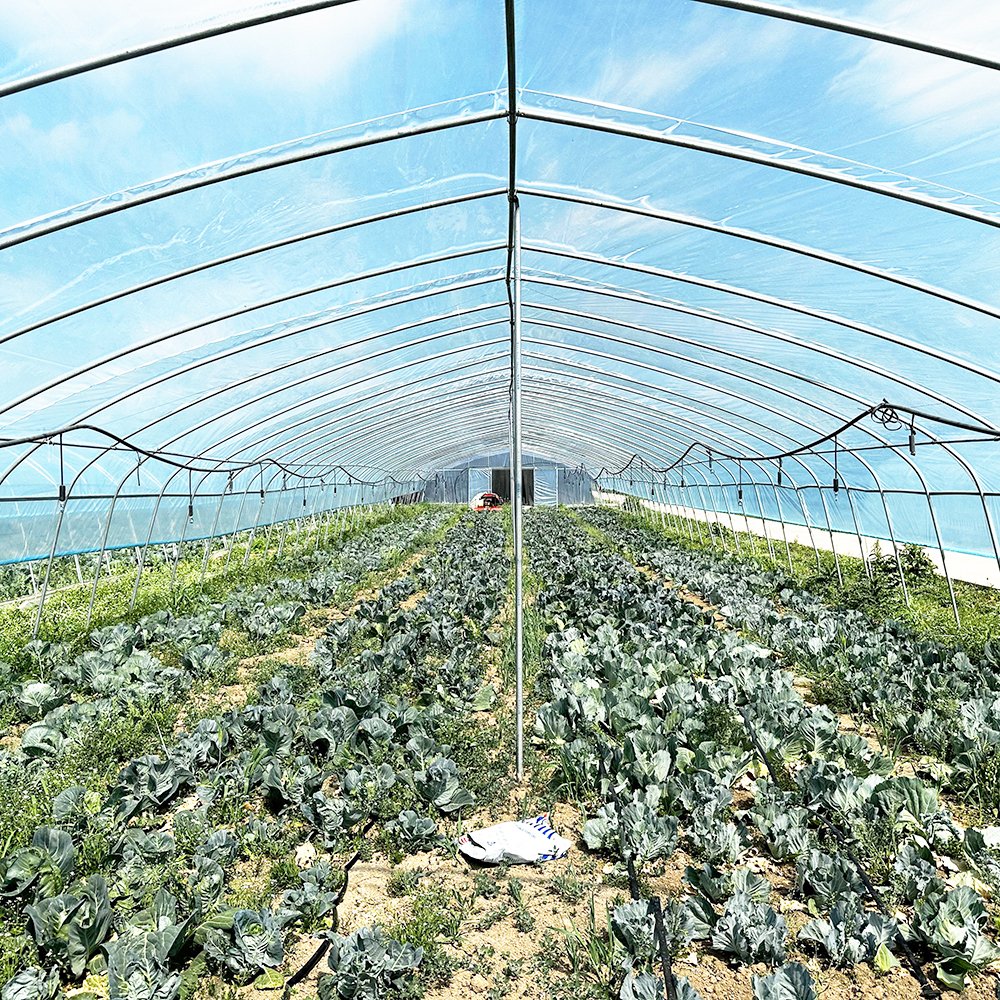 Agriculture Farming Small Hothouse Single-span Tunnel Greenhouse With Irrigation Hydroponic Growing System