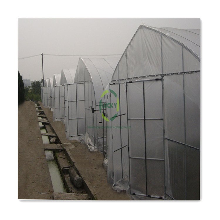 Tomato Seeds Single Span Plastic Tunnel Grow Light Hydroponics System Greenhouse Grow Tent