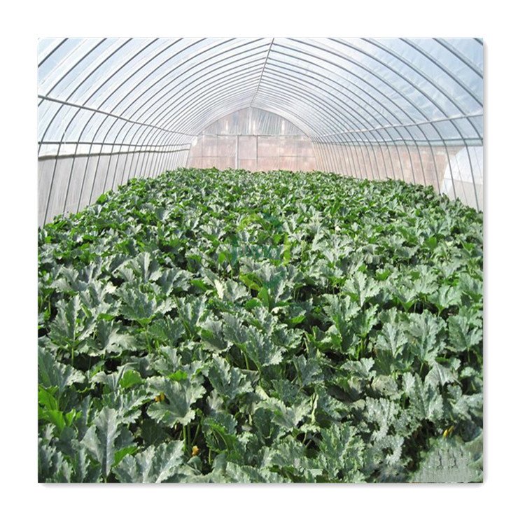 Tomato Seeds Single Span Plastic Tunnel Grow Light Hydroponics System Greenhouse Grow Tent