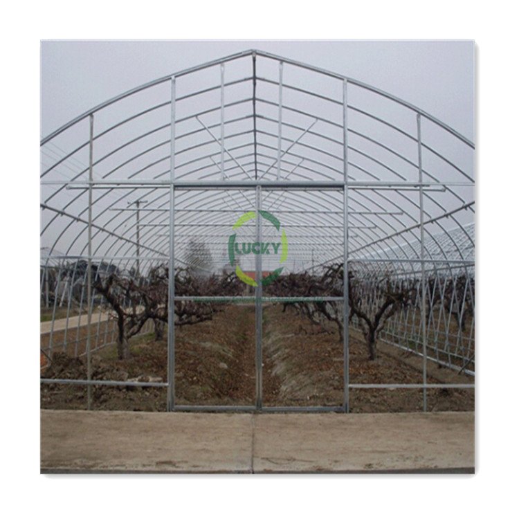Tomato Seeds Single Span Plastic Tunnel Grow Light Hydroponics System Greenhouse Grow Tent