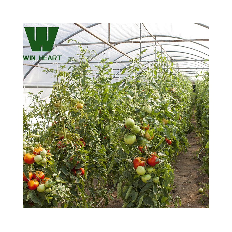 Large Size High Tunnel Agricultural Greenhouse for Tomato growing Green House