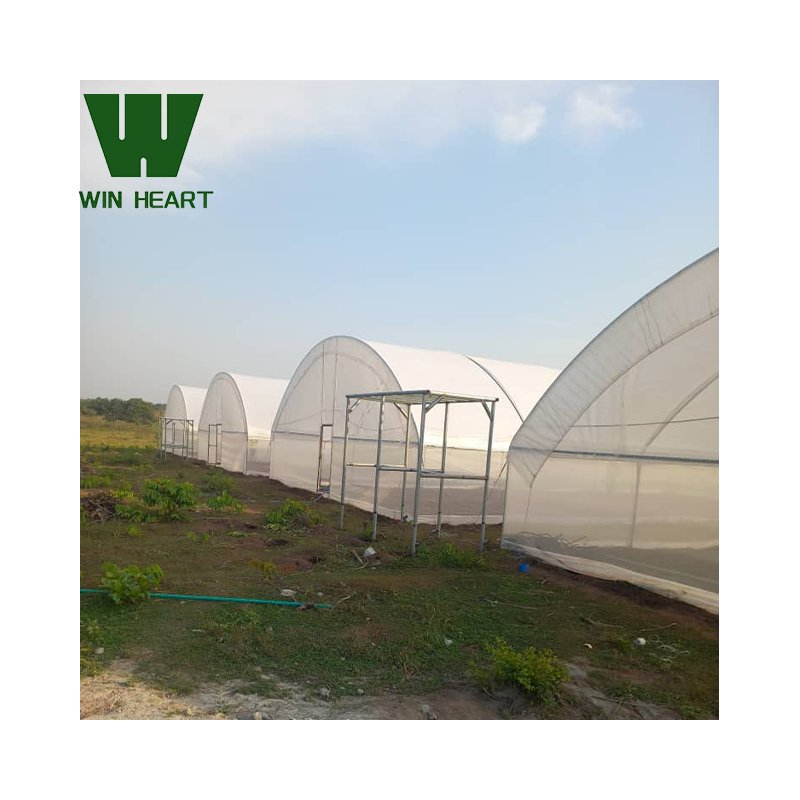 Large Size High Tunnel Agricultural Greenhouse for Tomato growing Green House