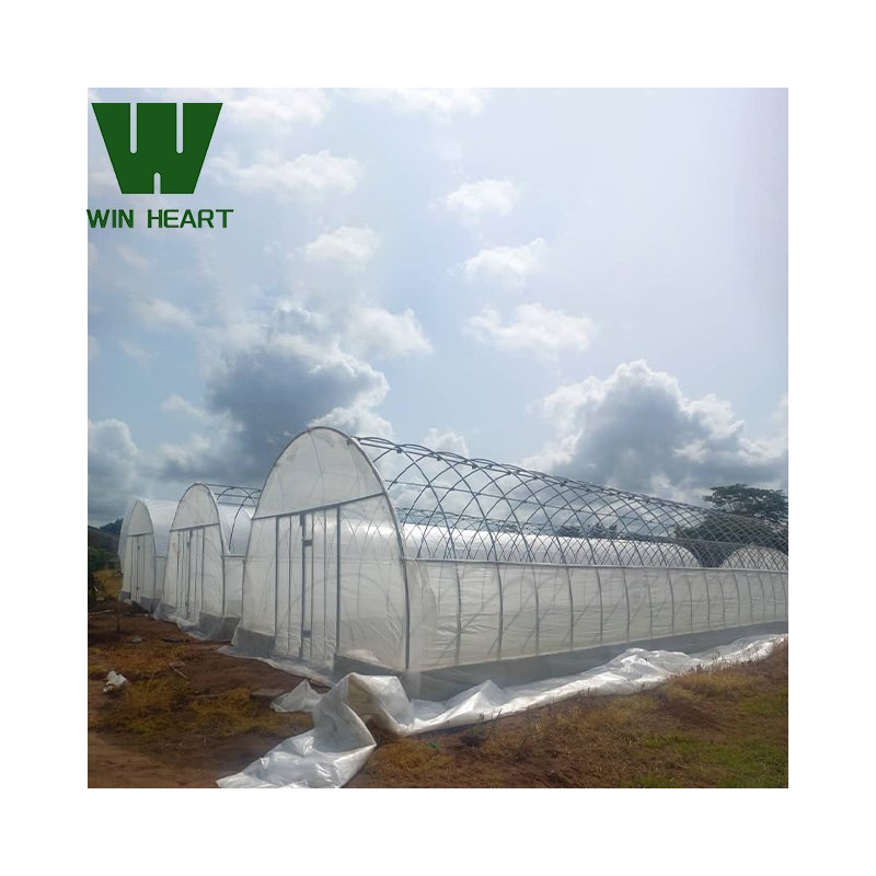Large Size High Tunnel Agricultural Greenhouse for Tomato growing Green House