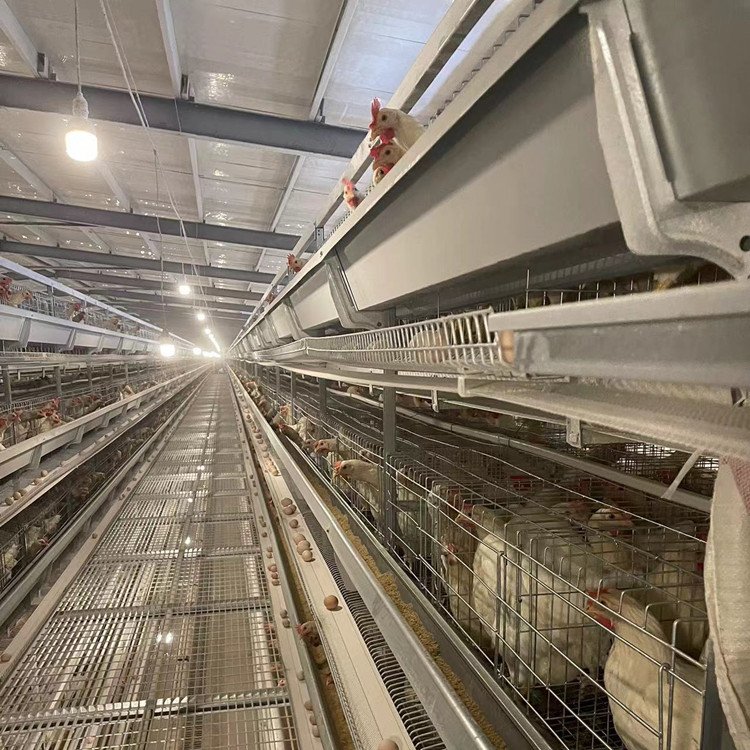 Multifunctional Complete Automatic Broiler Chicken Coop New Poultry Farming House Layer Cage Chicken Eggs Mesh Poultry Farming