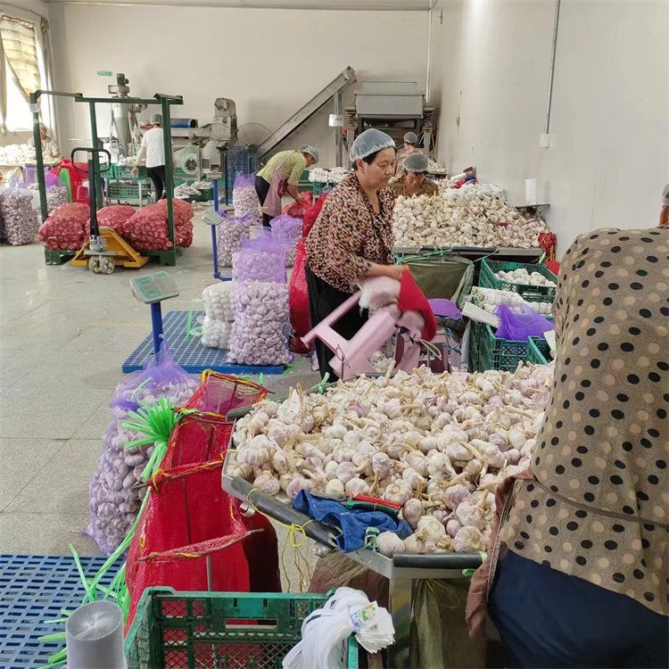 Fresh White Garlic 6.0cm WOHUA Supplier in China Low Price Wholesale Normal Pure Fresh Garlic