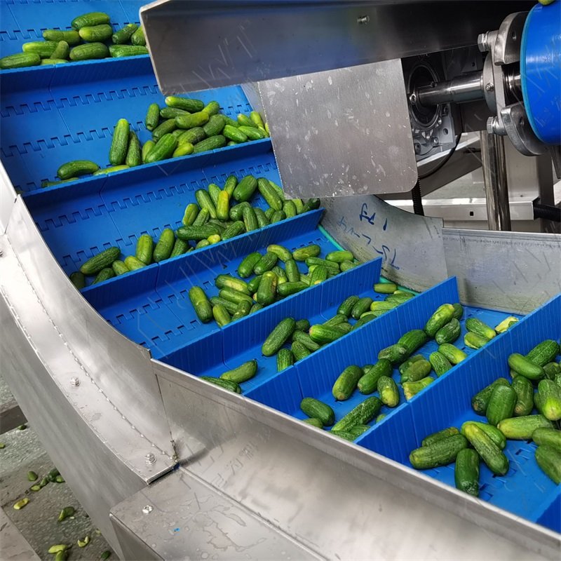 Canned fresh cucumber canned mix vegetable salt baby cucumber picked cucumber product line
