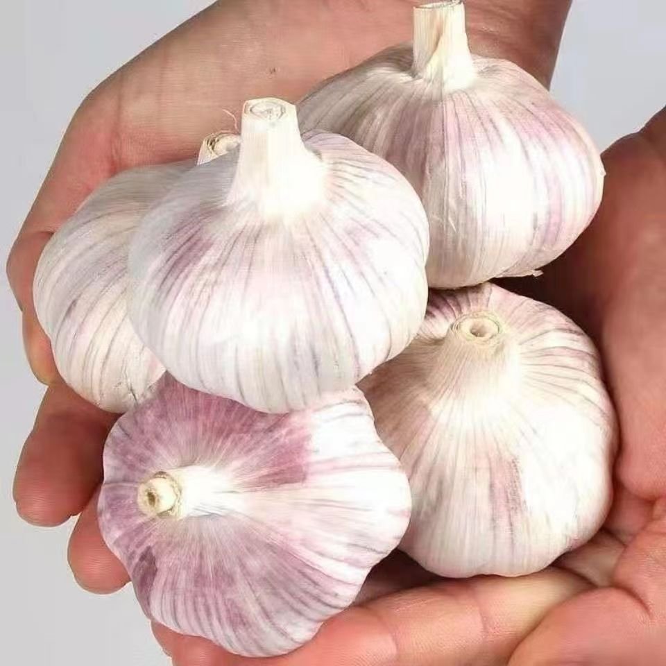 huaran high quality new crop fresh garlic original supplier full dried goods wholesale price garlic