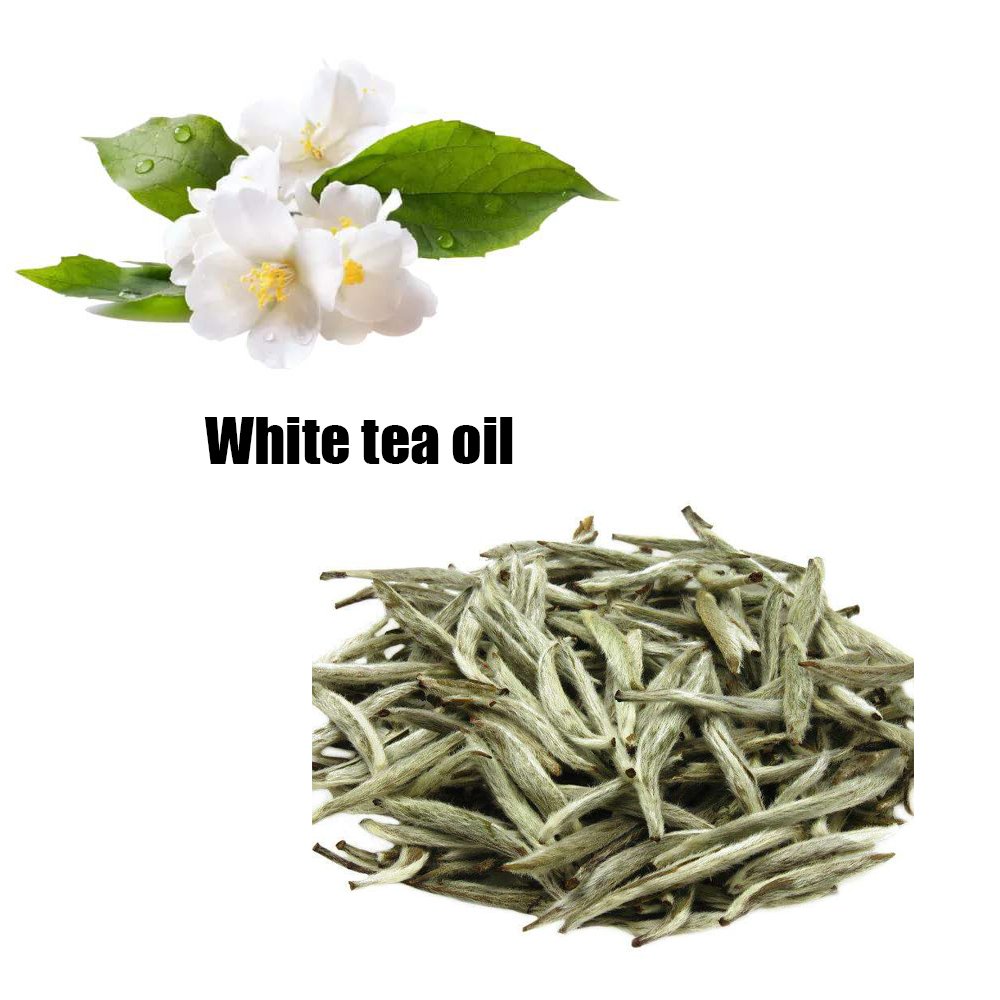 Wholesale 100% Pure and Natural White Tea Essential Oil Free Sample