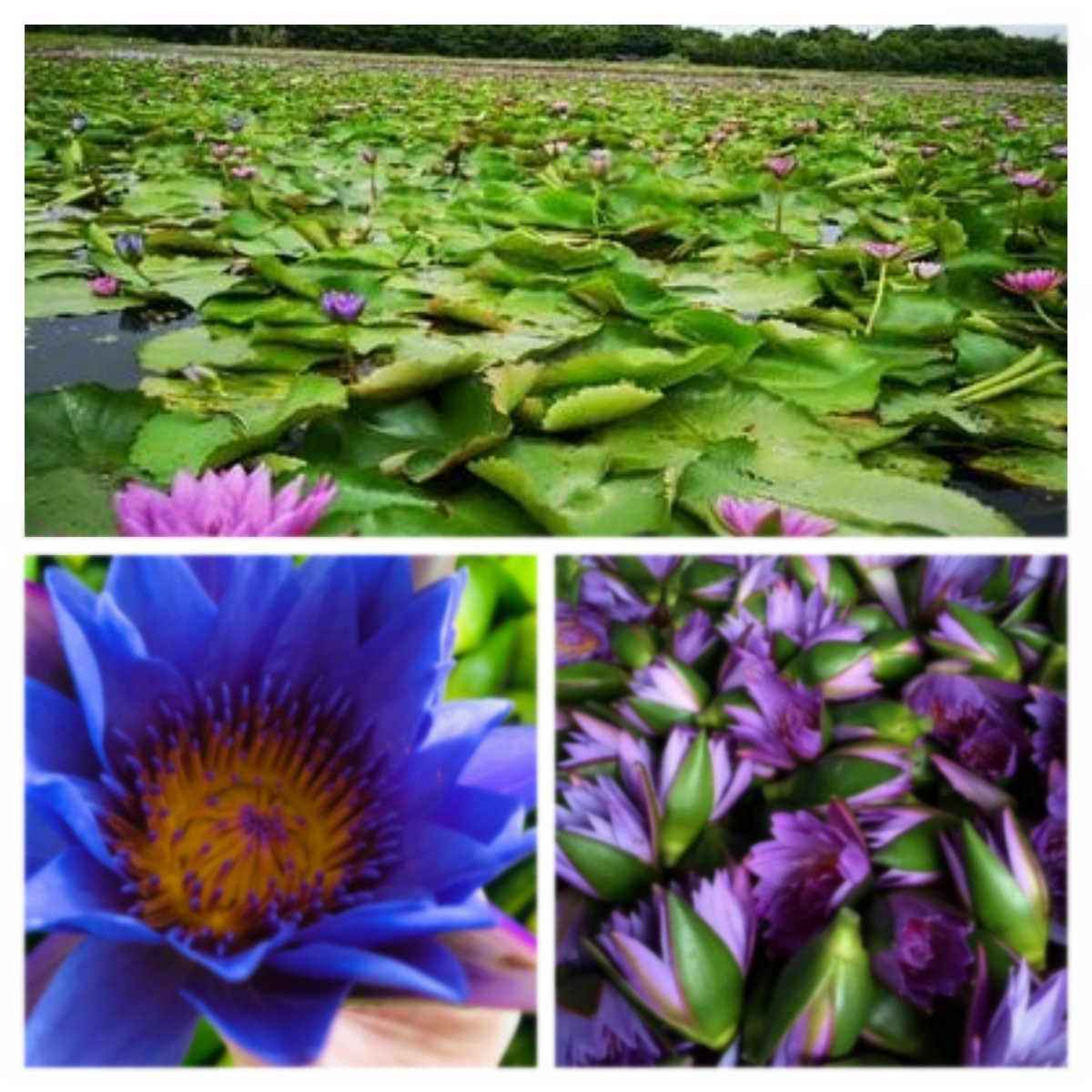 Egyptian Blue Lotus Smoking aphrodisiac Herb 100% Natural Healthy Herbal tea Top Whole Lotus Loose herbal herbal tea