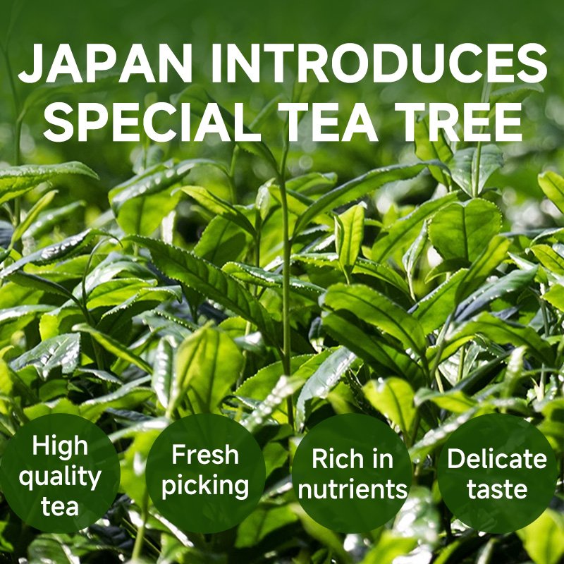 Chinaherbs Organic Natural Matcha Green Tea Powder with Private Label ventre plat te matcha ceremonial japan matcha green tea