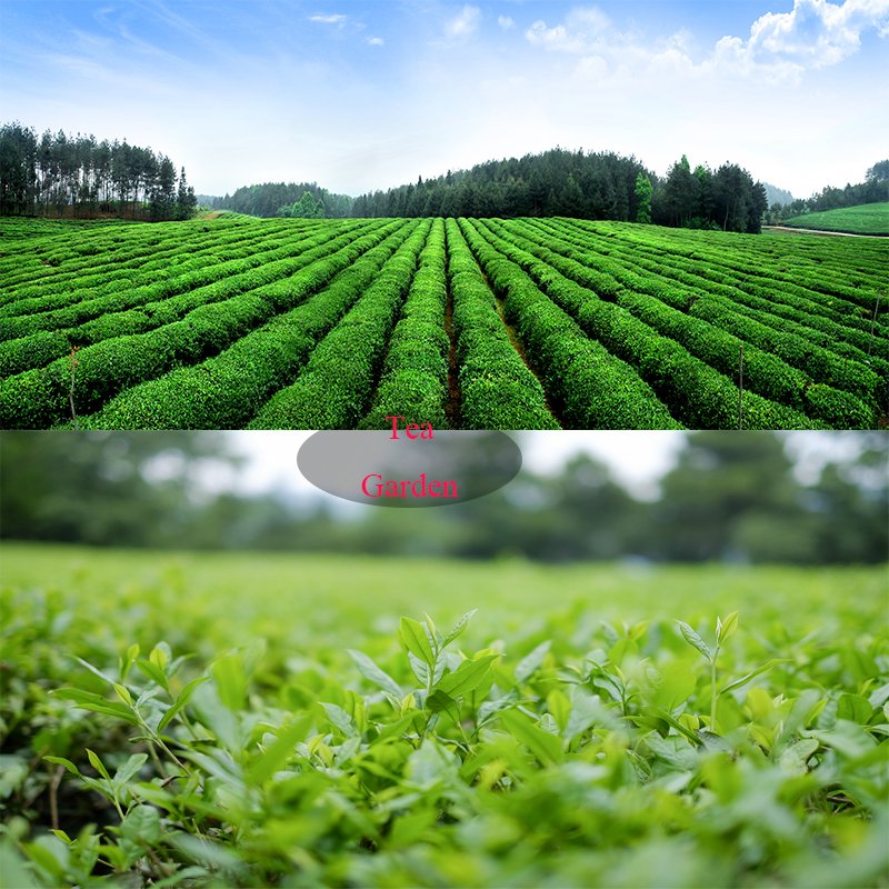 30g Pack Wholesale Jasmine Green Tea Leaf in Tea Bag Good Taste Jasmine Green Tea for Restaurant