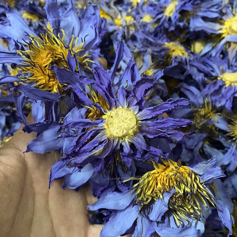 100% EU Standard Organic Direct Factory Supply Bulk Smoking Nymphaea Caerulea Dried Blue Lotus Flowers Sustainable Wholesale