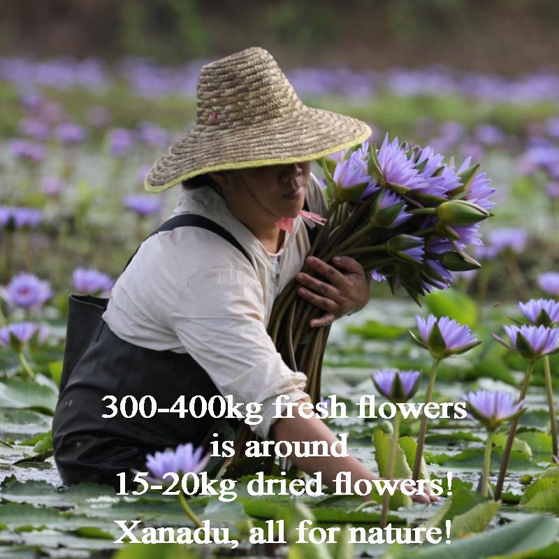 100% EU Standard Organic Direct Factory Supply Bulk Smoking Nymphaea Caerulea Dried Blue Lotus Flowers Sustainable Wholesale