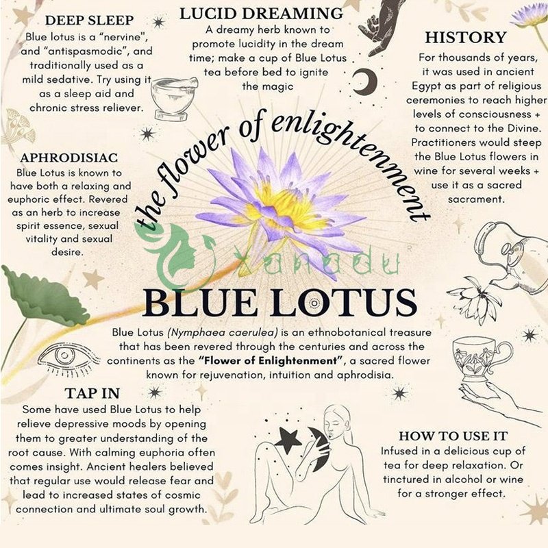 100% EU Standard Organic Direct Factory Supply Bulk Smoking Nymphaea Caerulea Dried Blue Lotus Flowers Sustainable Wholesale