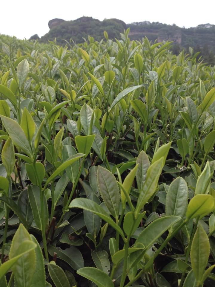 Competitive price High Quality Phoenix Dancong Feng Huang Milan Xiang DanCong Tea Organic Oolong Tea