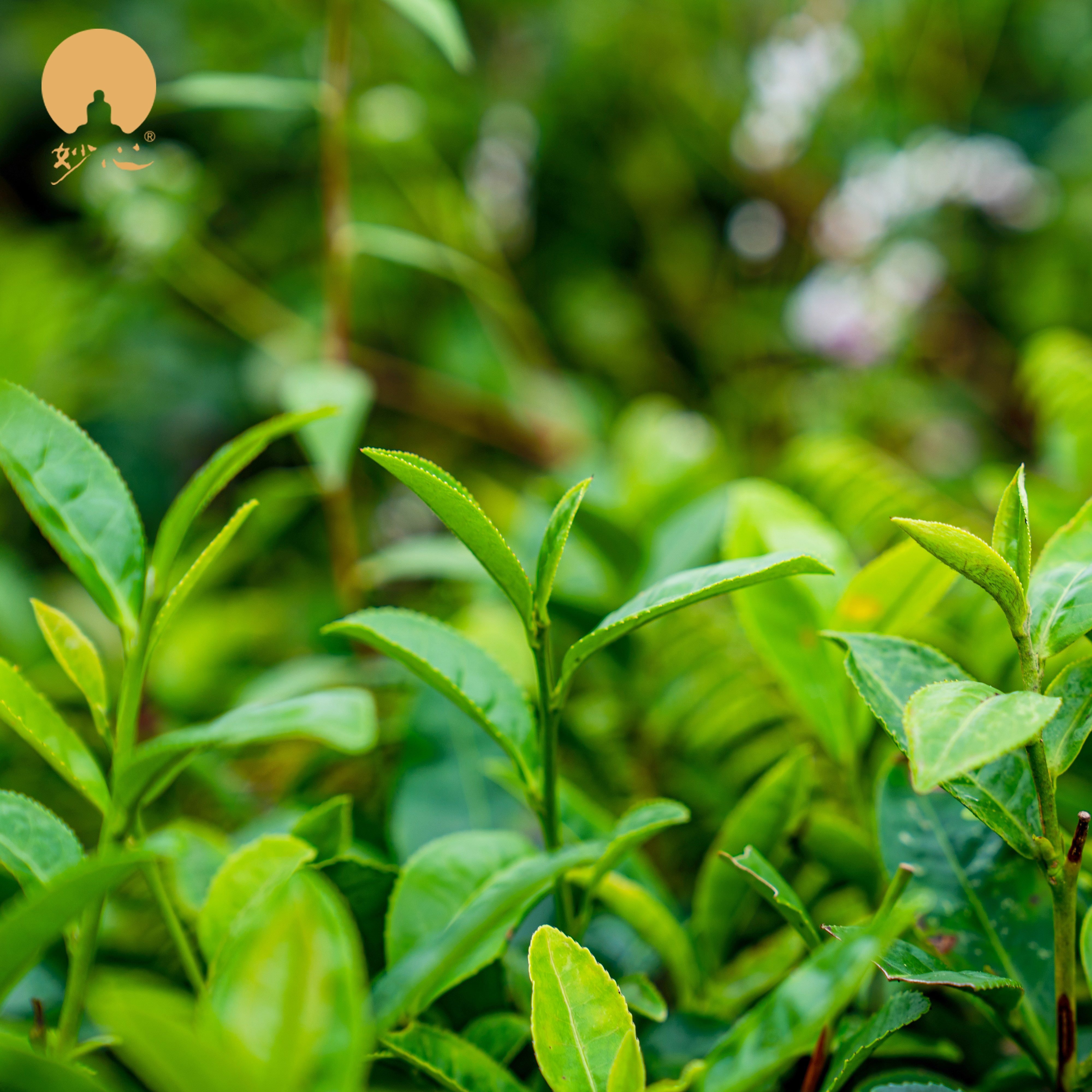 The Taste of World Champion- Organic High Mountain Snow Bud White Tea Healthy Loose Tea Specialty Slimming Health Tea