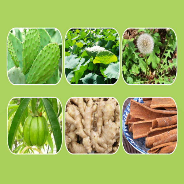 OEM High Quality Natural Herbal Green Natural 28 Days Green Herbal Plant Capsules