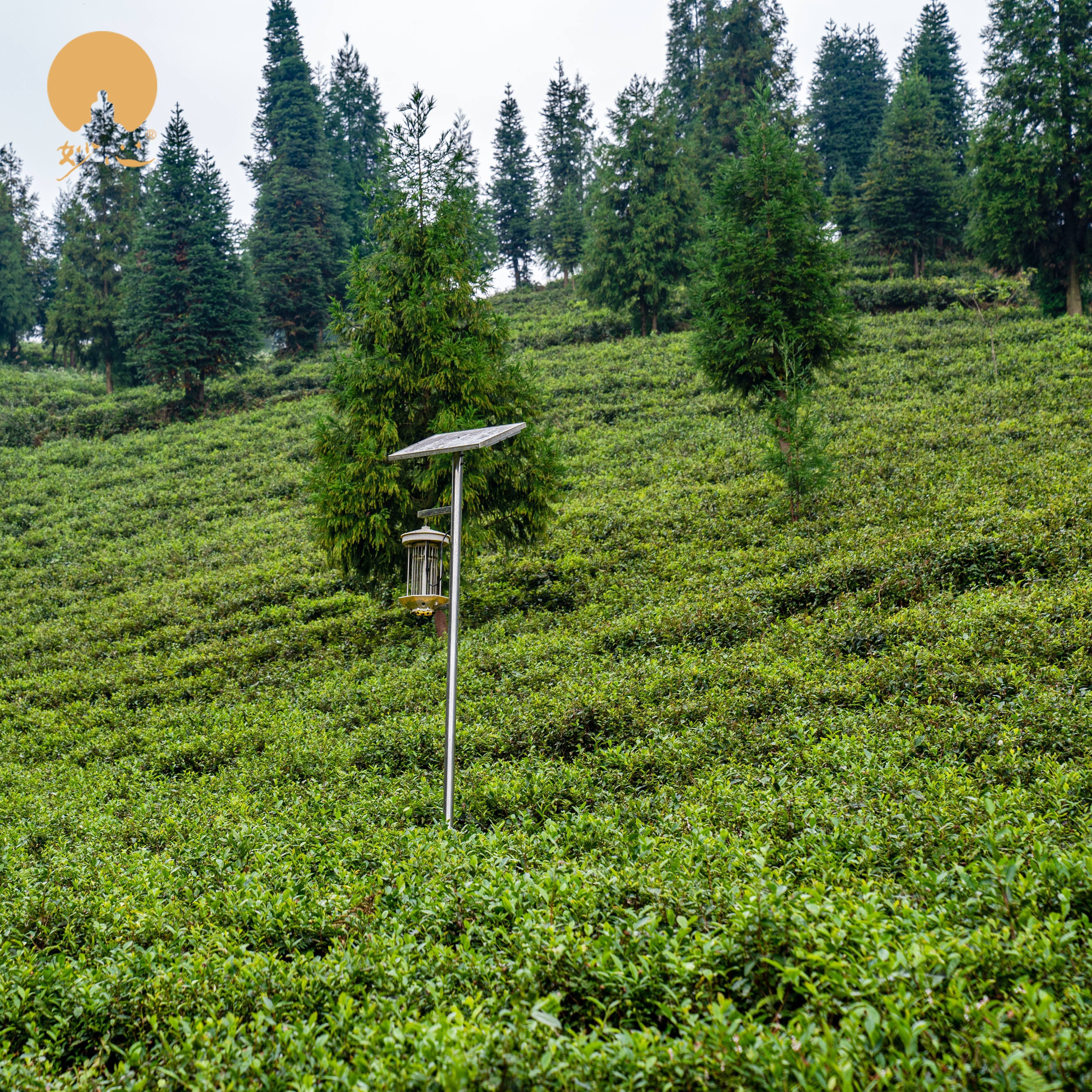The Taste of World Champion- Organic High Mountain Snow Bud White Tea Healthy Loose Tea Packaging Specialty Slimming Health Tea