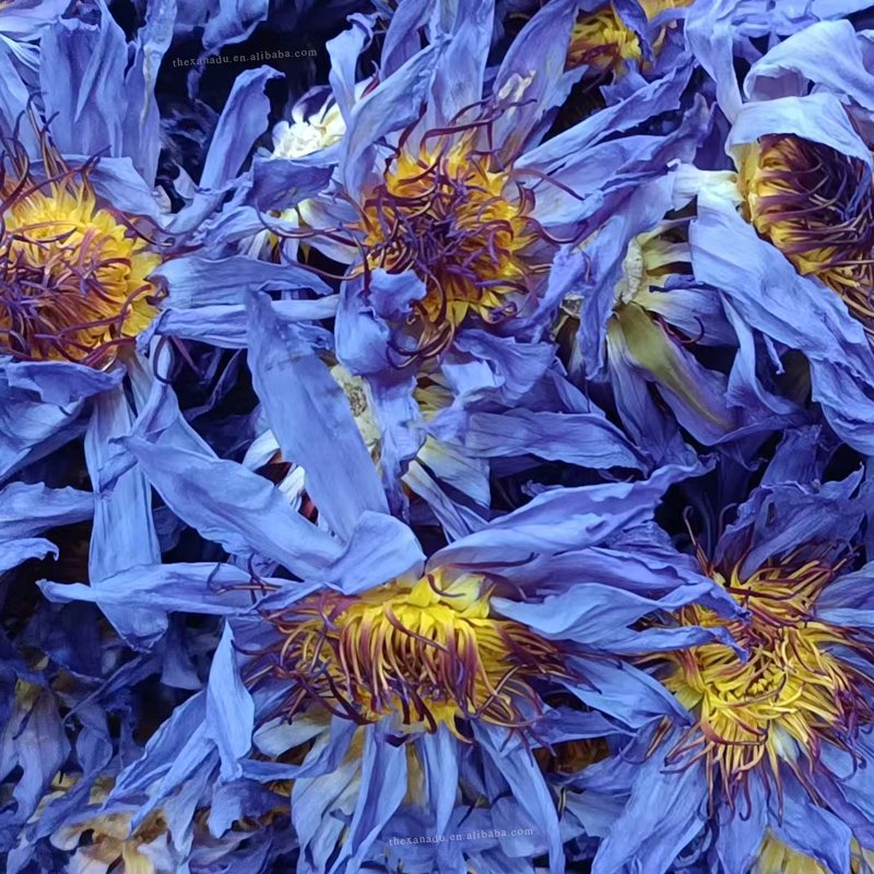 Egyptian Blue Lotus Organic Nymphaea Caerulea | Aphrodisiac Herb For Smoking Pre Roll | Holistic Wellness Flower Tea