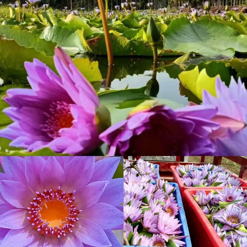 EU Food Standard Own Garden Dried Blue Lotus High Quality Whole Organic Herb Natural Smoked Water Lily Flower Tea in Bulk Pack