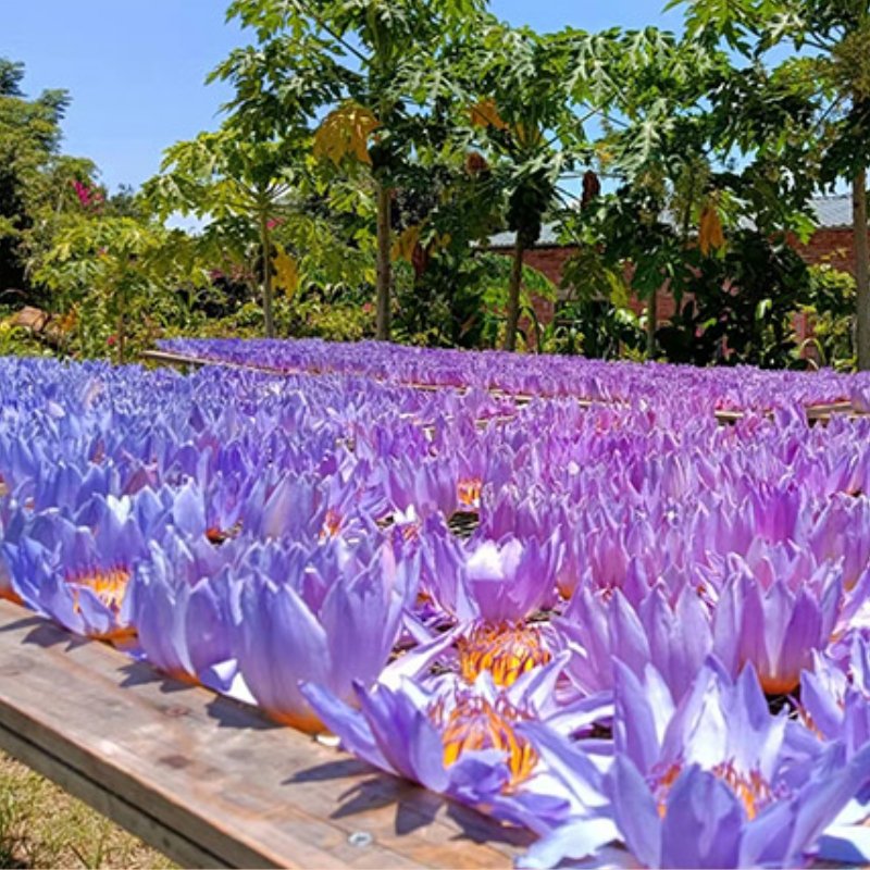 EU Food Standard Own Garden Dried Blue Lotus High Quality Whole Organic Herb Natural Smoked Water Lily Flower Tea in Bulk Pack