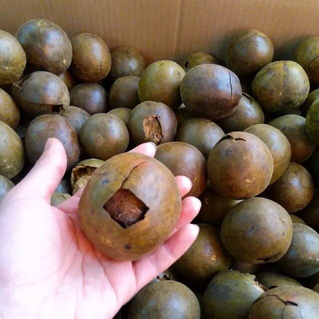 Bulk Chinese Luo Han Guo Fructus Momordicae Tea Natural Momordica Grosvenori Herbs