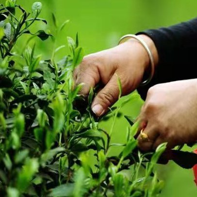 KAIYANGE High Quality Black Tea for English Breakfast Tea Loose Leaf Chinese Qimen Hong Cha Keemun Kungfu Black Tea For Blends