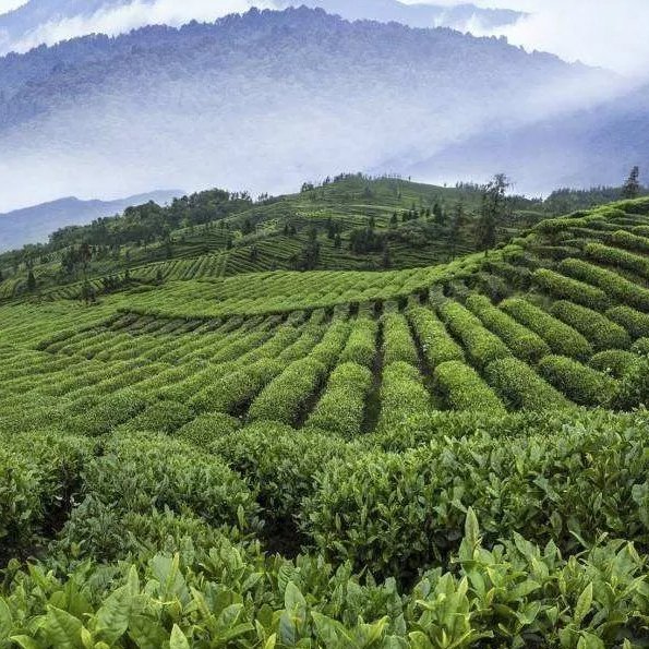 KAIYANGE High Quality Black Tea for English Breakfast Tea Loose Leaf Chinese Qimen Hong Cha Keemun Kungfu Black Tea For Blends