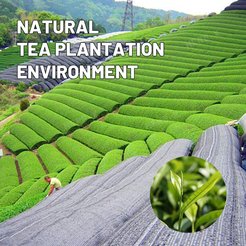 Wholesale Organic Matcha Powder Matcha Green Tea
