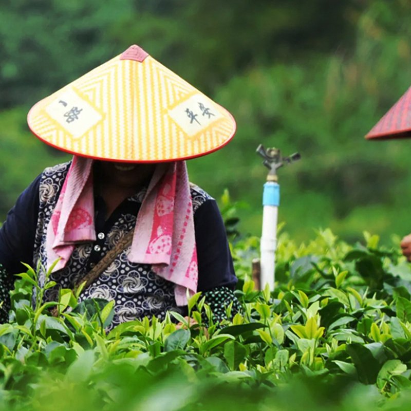 OEM Chinese famous oolong tea Phoenix single bundle bulk Slimming and detoxification tea beverage th liver detox tea