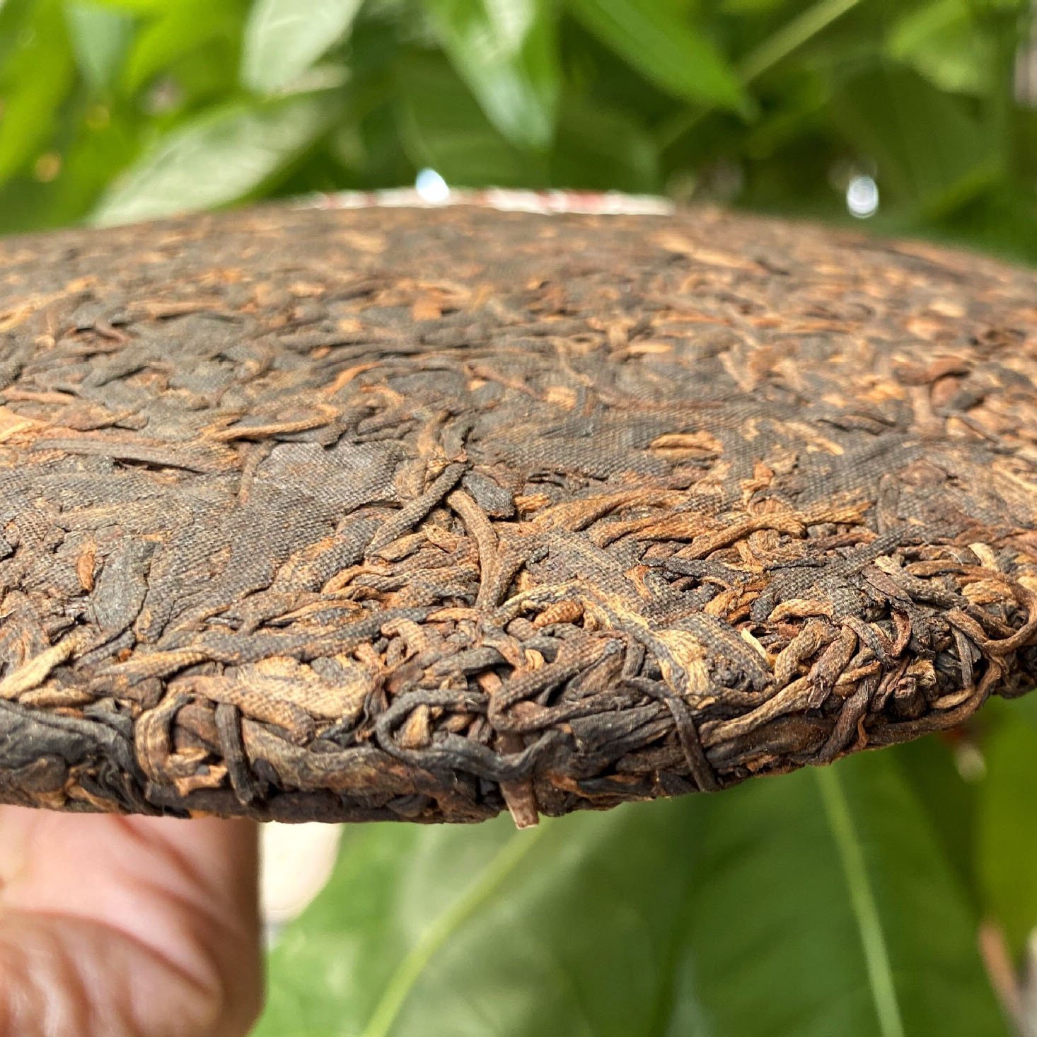 Chinese famous Yunnan shu puer Banzhang golden buds 357 gram fermented puerh tea cake Yunnan qi zi bing cha