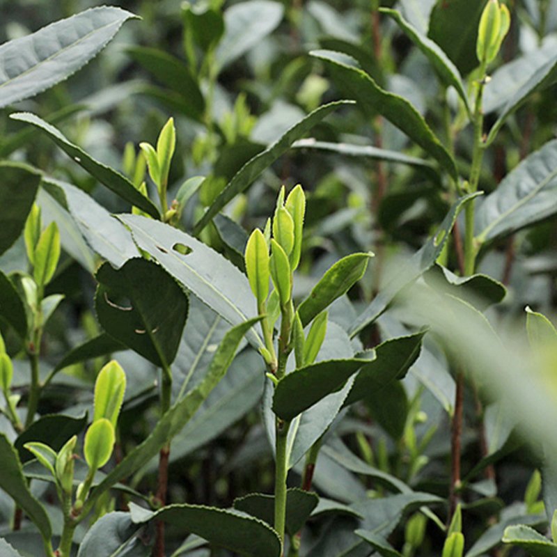 2024 Mountain Cloud Green Tea Sunshine Strong Aroma Tender Sprout Chinese Famous Tea slimming Tea